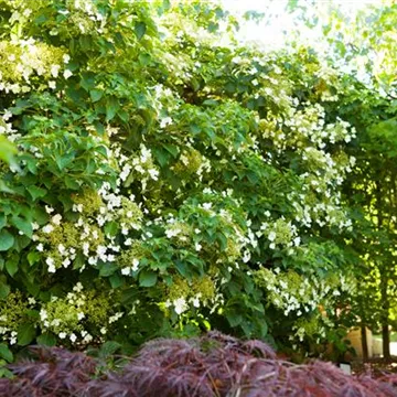 Hydrangea petiolaris als Sichtschutz im Garten