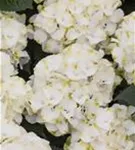 viele weiße Hydrangea macrophylla 'Caipirinha'®