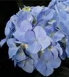 Blütenball Bauernhortensie Baby Blue