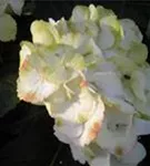 Hydrangea macrophylla weiß