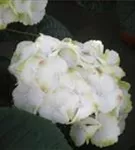Hydrangea macrophylla 'Caipirinha'® weiß