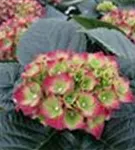 Blüten Hydrangea macrophylla 'Royal Red'® blau