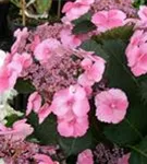 Nahaufnahme pinke Blüten Buschhortensie 'Cotton Candy'®