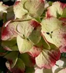 Hydrangea macrophylla weiß 'Caipirinha'®