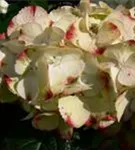 weiße Hydrangea macrophylla 'Caipirinha'®