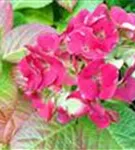 nahaufnahme rosa Hydrangea macrophylla 'Caipirinha'®