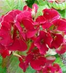 nahaufnahme rote Hydrangea macrophylla 'Caipirinha'®