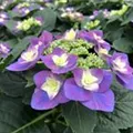 Nahaufnahme Blüten Bauernhortensie Flame Purple