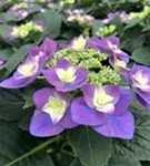 Nahaufnahme Blüten Bauernhortensie Flame Purple