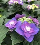 Lila Blüten Bauernhortensie Flame Purple