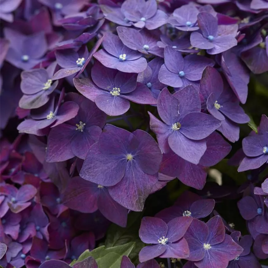 Bauernhortensie Deep Purple Dance