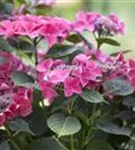 Seitenansicht Blüten Hydrangea macrophylla 'Kardinal'