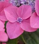 Blüten Hydrangea macrophylla 'Kardinal'