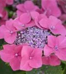 Blüten pink Hydrangea macrophylla 'Kardinal'