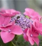 Hydrangea macrophylla 'Kardinal'