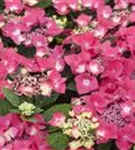 Blüten Hydrangea macrophylla 'Kardinal'