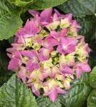 Frische Blüten Bauernhortensie Hovaria® 'Hobergine'