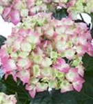 Hydrangea macrophylla 'Leuchtfeuer' Blüten hell