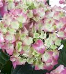 Helle Blüten Hydrangea macrophylla 'Leuchtfeuer'