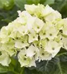 Weißer Blütenball Hydrangea macrophylla 'Magical Noblesse'®