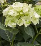 Helle Blüten Hydrangea macrophylla 'Magical Noblesse'®