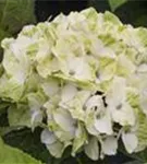 Heller Blütenball Hydrangea macrophylla 'Magical Noblesse'®