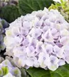 Heller Blütenball Hydrangea macrophylla 'Magical Revolution'® blau