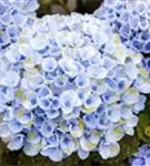 Blüten Hydrangea macrophylla 'Magical Revolution'® blau