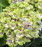 Helle Blüten Hydrangea macrophylla 'Magical Coral'® blau