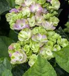 Nahaufnahme Blüten Hydrangea macrophylla 'Magical Coral'® blau