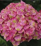 Blüten Hydrangea macrophylla 'Magical Coral'® rosa