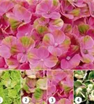 Verlauf Blüten Hydrangea macrophylla 'Magical Coral'® rosa