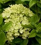 Heller Blütenball Zwerg-Rispenhortensie 'Little Lime'®