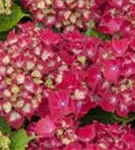 Blüten Hydrangea macrophylla 'Royal Red'®