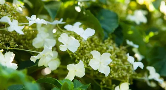 Kletterhortensien sorgen für märchenhafte Stimmung im Garten