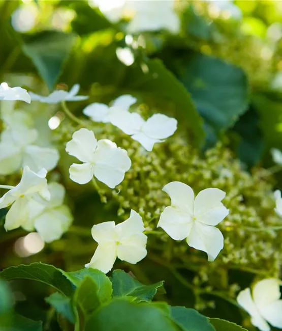 Hydrangea petiolaris macht den Garten schöner