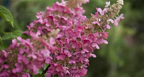 Rispenhortensien haben besondere Blüten zu bieten