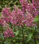 Pinke Blüten Rispenhortensie 'Pinky Winky'