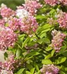 Fernaufnahme Blüten Rispenhortensie 'Pinky Winky'