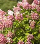 Fernaufnahme helle Blüten Rispenhortensie 'Pinky Winky'