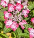 Gartenhortensie 'Benigaku' pinke Blüte