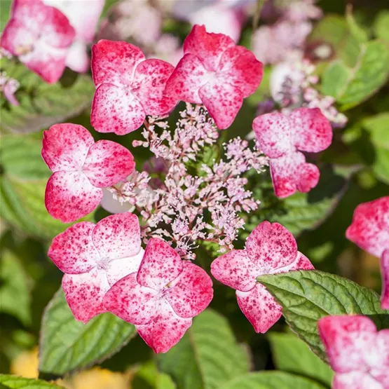 Hydrangea serrata 'Benigaku'