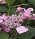 Helle Blüten und Blätter Gartenhortensie 'Santiago'