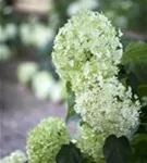 Blühende Ballhortensie 'Annabelle'