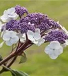 Nahaufnahme lila Blüten Fellhortensie