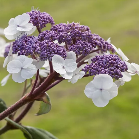 Hydrangea aspera 'Macrophylla'