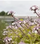 Fernaufnahme Blüten Fellhortensie Macrophylla