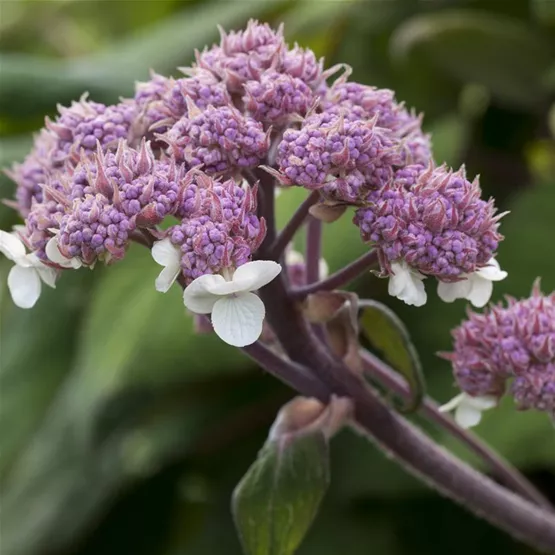 Hydrangea aspera 'Macrophylla'