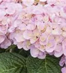 Nahansicht rosa Blüten Hydrangea macrophylla 'Love'