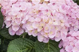 Hydrangea macrophylla 'Love'